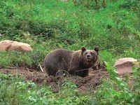 (Bildnachweis: Bilder mit freundlicher Genehmigung von http://www.wolftal.de/) (Bildnachweis: Bilder mit freundlicher Genehmigung von http://www.wolftal.de/)