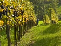 (Bildnachweis: Mit freundlicher Genehmigung der Bade- und Kurverwaltung Bad Bellingen) (Bildnachweis: Mit freundlicher Genehmigung der Bade- und Kurverwaltung Bad Bellingen)