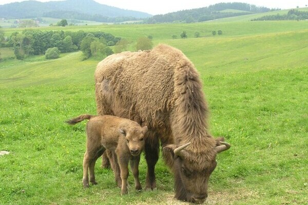 Copyright: (Mit freundlicher Genehmigung der Gemeinde Schopfheim) Copyright: (Mit freundlicher Genehmigung der Gemeinde Schopfheim)