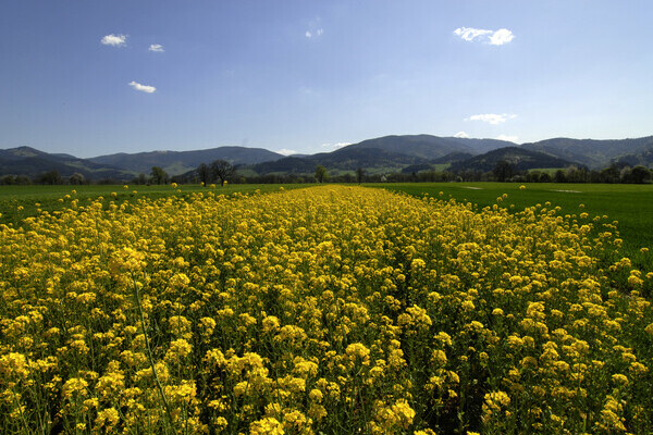 Rapsfeld im Fr�hling im Dreisamtal Copyright: (Tourist-Information Dreisamtal)